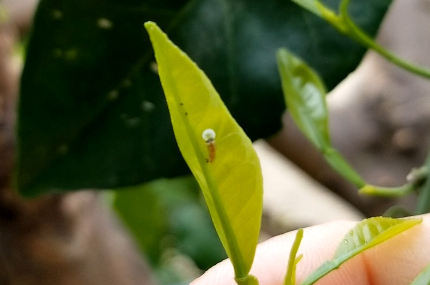 孵化直後のアゲハの幼虫の写真