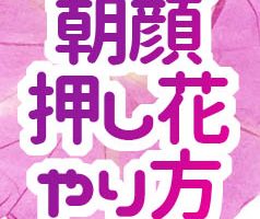 朝顔の花びらから色水を作る方法 折り染めやままごとで遊ぼう 男性保育士あつみ先生の保育日誌 おすすめ絵本と制作アイデア